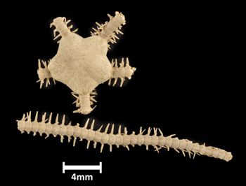 Media type: image;   Invertebrate Zoology OPH-1121 Description: Top down view of single ophiuroid specimen with a scale bar.;  Aspect: dorsal